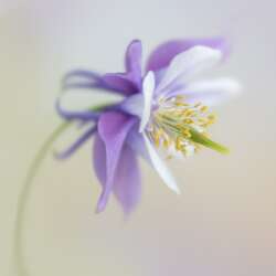 Aquilegia by Sophia Spurgin