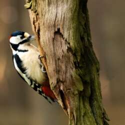 Woodpecker Pecking by Lynne Fletcher