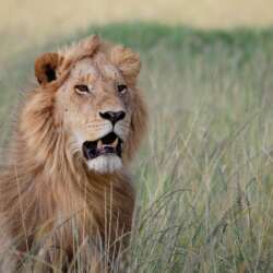 Scar Face by Ian Randall