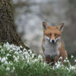 Fox in snowdrops by Claire Norman