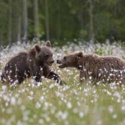 Brown bear cubs playing in the cotton grass by Claire Norman
