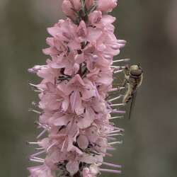 Fly on a flower by Grant Sams