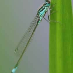 Blue dragonfly by Grant Sams