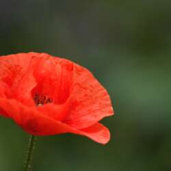 Bright Poppy by Abbi Blakey
