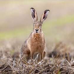 Wildlife by Sophia Spurgin