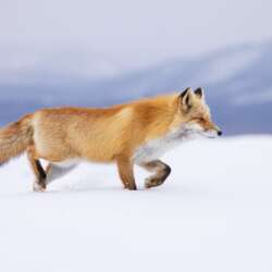 Wildlife by Robin Lee